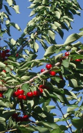 Δηλώσεις ζημίας από τον παγετό της 13ης Απριλίου 2025 σε  καλλιέργειες κερασιών, όλων των ποικιλιών