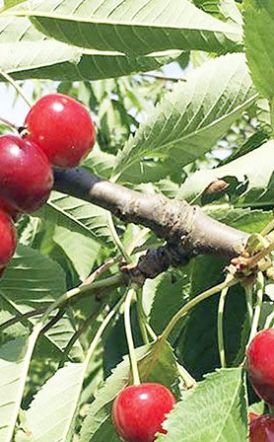 Ακρίτες κερασοπαραγωγοί Πέλλας – Ημαθίας, προς τον Πρωθυπουργό: «Ζητούμε άμεση παρέμβασή σας για τον τερματισμό της κοροϊδίας και την άμεση αποζημίωσή μας»