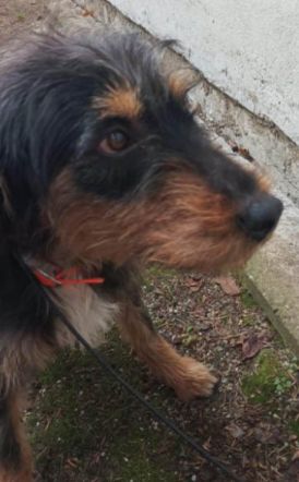 Βρέθηκε  κυνηγόσκυλο