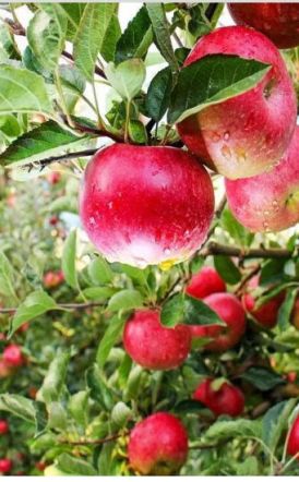 Νέα πορίσματα Δικαιούχων Φυτικού για το πρόγραμμα ΚΟΕ ΜΗΛΑ Ετήσιο 2023, για Λουτρό και Π. Σκυλίτσι