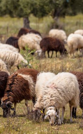 ΔΑΣΑΡΧΕΙΟ ΒΕΡΟΙΑΣ : Τι πρέπει να προσέχουν οι κυνηγοί για την αποτροπή της εξάπλωσης της Ευλογιάς των αιγοπροβάτων κατά την άσκηση θήρας