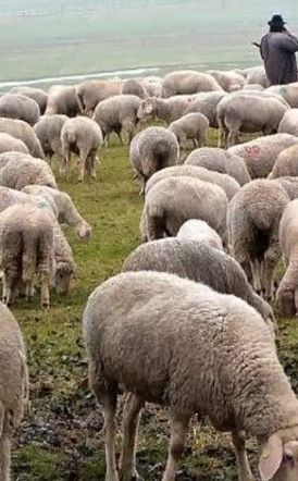 Ευλογιά προβάτων: Μέτρα βιοασφάλειας στην Ημαθία, με τα κοπάδια σε καραντίνα  -Απαγορεύεται η εξωτερική βόσκηση, το πρόστιμο ανέρχεται στα 10.500 ευρώ