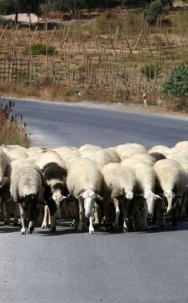 Tι είχαν τα έρμα…