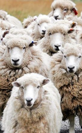 472.928 αιγοπρόβατα θανατώθηκαν ελέω ευλογιάς