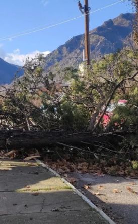 Θυελλώδεις άνεμοι «γκρέμισαν» δέντρα στη Νάουσα