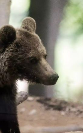 Φλώρινα:  Νεκρές τρεις αρκούδες από πυροβολισμούς - Μια από αυτές θύλαζε ακόμα