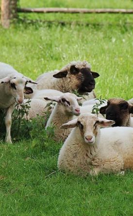 Ξεκινά η ενεργοποίηση ιδιωτών κτηνιάτρων για την αντιμετώπιση της ευλογιάς