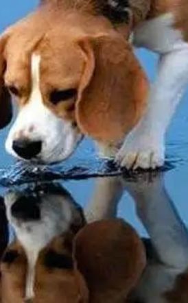 28-03 έως 03-04-2026: Δράσεις διαχείρισης αδέσποτων ζώων συντροφιάς στα όρια του Δήμου Αλεξάνδρειας 