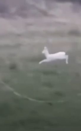 Δύο σπάνια λευκά ζαρκάδια κατέγραψε αγρότης στην Ημαθία