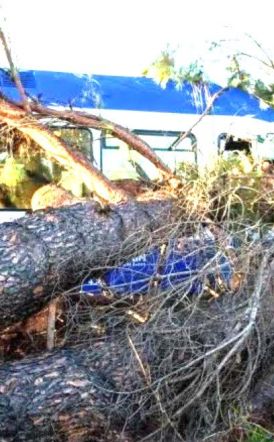 Δέντρο ακινητοποίησε τρένο κοντά στη Βέροια