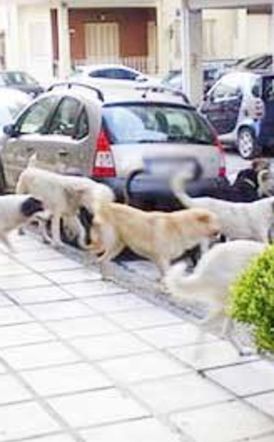 Δήμοι και πολίτες καταδικάζουν τα περιστατικά θανάτωσης σκύλων με «φόλες»