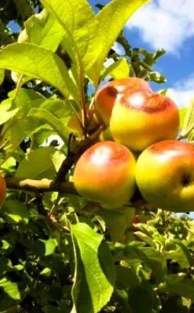 Ανακοινώθηκαν τα Πορίσματα εκτίμησης από τον καύσωνα της 25ης Ιουλίου 2025 για τις καλλιέργειες Βιομηχ. τομάτας της Δ/Κ Σταυρού