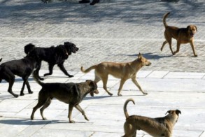 Πώς λειτούργησε το επιχειρησιακό σχέδιο διαχείρισης ζώων συντροφιάς και αδέσποτων στον Δήμο Βέροιας -Απολογιστικά στοιχεία για το 2024