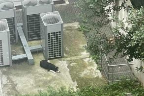 Απεγκλωβίστηκε σκύλος που είχε τρυπώσει στον ακάλυπτο πίσω από την Εθνική Τράπεζα Βέροιας