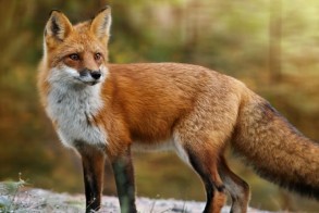 Ξεκινάει στην Κεντρική Μακεδονία ο από αέρος εμβολιασμός με δολώματα κατά της λύσσας των κόκκινων αλεπούδων