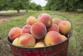 Δασμοί 15% από τις ΗΠΑ στα ευρωπαϊκά προϊόντα - Επιπτώσεις και στο ελληνικό ροδάκινο  -Τι πήρε και τι έδωσε η ΕΕ στο πλαίσιο της συμφωνίας