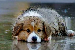 Νέες δράσεις διαχείρισης αδέσποτων ζώων συντροφιάς από τις Υπηρεσίες του Δήμου Αλεξάνδρειας