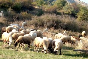 Ειδικά μέτρα από το Τμήμα Κτηνιατρικής  για τις ζωοτροφές λόγω της Ευλογιάς  των αιγοπροβάτων