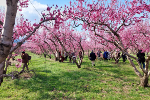 Ανθισμένες Ροδακινιές: Το Σάββατο, το πρώτο καλωσόρισμα της Άνοιξης