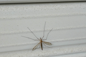 Γέμισε η Βέροια με «τιπουλίδες»