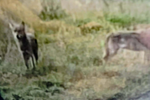 Λύκοι μεταξύ Πατρίδας και Λαζοχωρίου, ενώ στη Ραχιά «άρπαξαν» προβατίνα