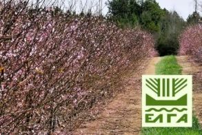 Πορίσματα εκτίμησης ζημιών από παγετό σε Βρυσάκι και Καμποχώρι