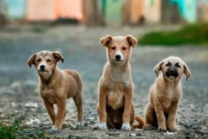 Δήμος Βέροιας: Ολοκληρώθηκε το δεύτερο πρόγραμμα  στειρώσεων αδέσποτων ζώων συντροφιάς