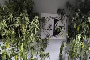 Συνελήφθη ένα άτομο στην Ημαθία για καλλιέργεια δενδρυλλίων κάνναβης -Κατασχέθηκαν 7 δενδρύλλια ύψους 2,8 έως 3,2 μέτρων, που καλλιεργούνταν σε αγροτεμάχια με αραβόσιτο