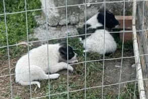 Δήμος Αλεξάνδρειας:  Μήνυση για εγκατάλειψη  νεογέννητων κουταβιών έξω από τον χώρο φύλαξης αδέσποτων ζώων  υποβλήθηκε  από τον αντιδήμαρχο Νικόλαο Γιαννάκη 