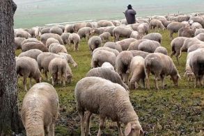Ευλογιά προβάτων: Μέτρα βιοασφάλειας στην Ημαθία, με τα κοπάδια σε καραντίνα  -Απαγορεύεται η εξωτερική βόσκηση, το πρόστιμο ανέρχεται στα 10.500 ευρώ