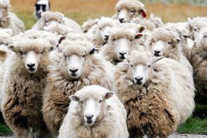 472.928 αιγοπρόβατα θανατώθηκαν ελέω ευλογιάς