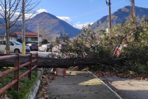 Θυελλώδεις άνεμοι «γκρέμισαν» δέντρα στη Νάουσα