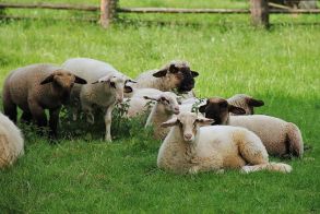 Ξεκινά η ενεργοποίηση ιδιωτών κτηνιάτρων για την αντιμετώπιση της ευλογιάς