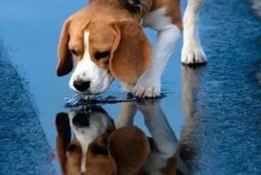 28-03 έως 03-04-2026: Δράσεις διαχείρισης αδέσποτων ζώων συντροφιάς στα όρια του Δήμου Αλεξάνδρειας 