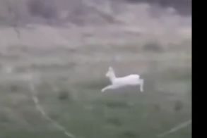 Δύο σπάνια λευκά ζαρκάδια κατέγραψε αγρότης στην Ημαθία