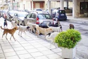 Δήμοι και πολίτες καταδικάζουν τα περιστατικά θανάτωσης σκύλων με «φόλες»