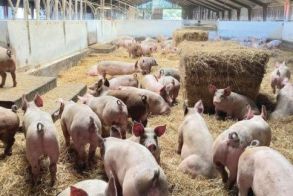28,5 εκατ ευρώ από το υπομέτρο 14.1 «Καλή μεταχείριση των Χοίρων ενσταβλισμένης εκτροφής»