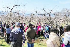 Κυριακάτικες διαδρομές και με ταξί  στις ανθισμένες ροδακινιές σε συνεργασία του ΤΟΒ  με τον τοπικό Συνεταιρισμό