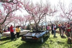 Με λιακάδα, πεζοπόροι και εποχούμενοι έριξαν αυλαία στις δράσεις του ΤΟΒ για τις ανθισμένες ροδακινιές… Και του χρόνου!