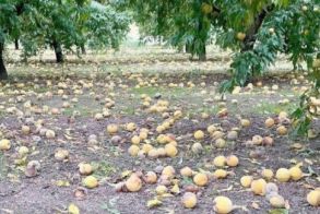 ΑΓΡΟΤΙΚΟΣ ΣΥΛΛΟΓΟΣ ΓΕΩΡΓΩΝ ΒΕΡΟΙΑΣ ΓΙΑ DE MINIMIS: «Ότι κερδήθηκε μέχρι σήμερα είναι αποτέλεσμα των αγώνων των Αγροτών»