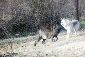 Λύκοι στον κάμπο: Κατασπάραξαν πρόβατα στο Νησί Ημαθίας