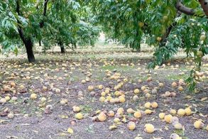 Αγροτικός Σύλλογος Ημαθίας: «Εμπαιγμός αγροτών από το ΥΠΑΑΤ με την ανακοίνωση αποζημιώσεων De minimis»