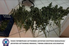Συλλήψεις  για καλλιέργεια κάνναβης - Εξιχνίαση κλοπής κινητών από κατάστημα