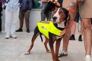 Κυνηγόσκυλα φορούν γιλέκα με καρφιά για να γλυτώνουν από δαγκώματα λύκων!