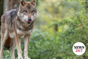Σήμερα ξεκινά το «σαφάρι» του λύκου της Χαλκιδικής από ειδική ομάδα!