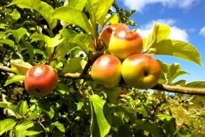 Ανακοινώθηκαν τα Πορίσματα εκτίμησης από τον καύσωνα της 25ης Ιουλίου 2025 για τις καλλιέργειες Βιομηχ. τομάτας της Δ/Κ Σταυρού