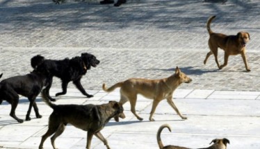 Πώς λειτούργησε το επιχειρησιακό σχέδιο διαχείρισης ζώων συντροφιάς και αδέσποτων στον Δήμο Βέροιας -Απολογιστικά στοιχεία για το 2024