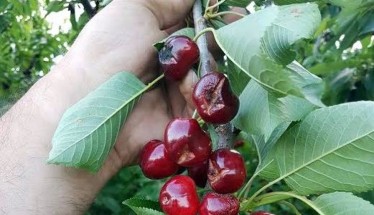 ΑΝΑΓΓΕΛΙΑ ΖΗΜΙΑΣ για Νάουσα, Στενήμαχο και Αρκοχώρι 