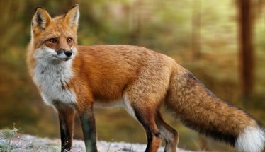 Στα τέλη Απριλίου η 22η Εμβολιαστική Εκστρατεία των Κόκκινων Αλεπούδων στο πλαίσιο καταπολέμησης της λύσσας