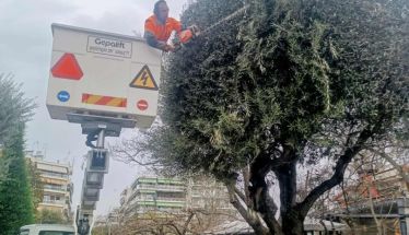 Συνεργείο του δήμου έκανε τις ελιές «κούκλες» στο πάρκο Εληάς!